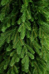 IMG_6219